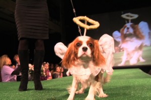 A dog with wings and halo on the grass.